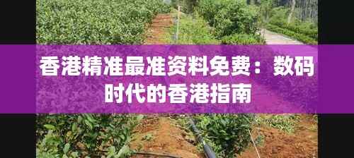 香港精准最准资料免费:数码时代的香港指南