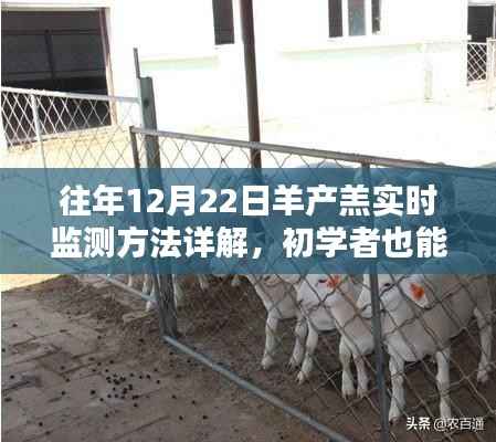 羊产羔实时监测详解,轻松掌握的技能,助力初学者应对冬季产羔高峰