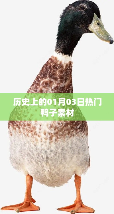 历史上的热门鸭子素材盘点(日期精选回顾)