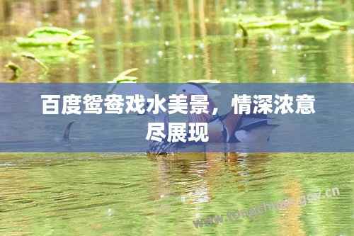 百度鸳鸯戏水美景,情深浓意尽展现